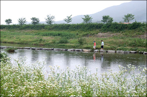 개망초가 가득한 징검다리 